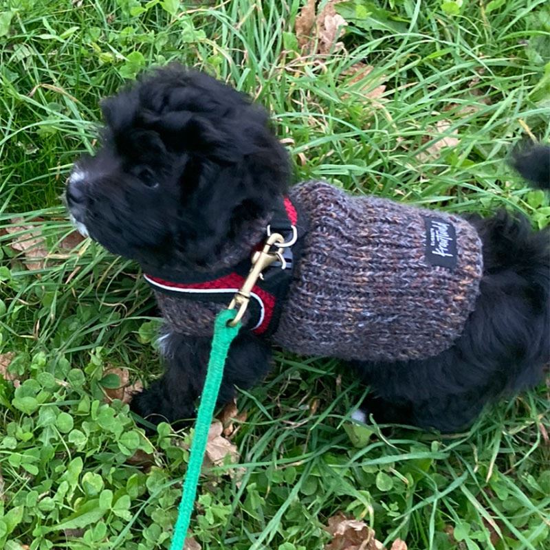 Hvalpesweater til lille hund by Krautwald